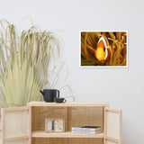 Close-up Orange Tropical Clownfish Face in Coral Animal Wildlife Photograph Framed Wall Art Print