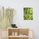 Dragonfly Wildlife Photo Framed Wall Art Prints