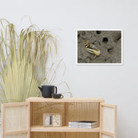Fiddler Crab Animal Wildlife Photograph Framed Wall Art Prints