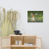 Flying Turquoise Blue and Orange Common Kingfisher Bird With Fish Animal Wildlife Photograph Framed Wall Art Prints