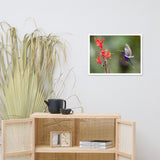 Hummingbird with Little Red Flowers Animal Wildlife Photograph Framed Wall Art Prints