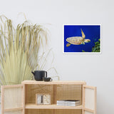 Sea Turtle 1 Animal Wildlife Photograph Framed Wall Art Prints