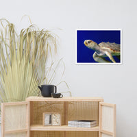 Sea Turtle 2 Animal Wildlife Photograph Framed Wall Art Prints