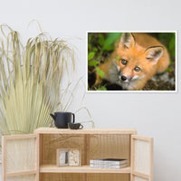 Young Red Fox Face Animal Wildlife Nature Photograph Framed Wall Art Prints