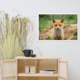 Baby Red Fox Coming Out Wildlife Photo Framed Wall Art Prints