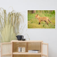 Baby Red Fox Daydreaming Wildlife Photo Framed Wall Art Prints