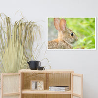 Bunny at Bombay Hook Wildlife Photo Framed Wall Art Prints
