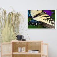 Butterfly Wings Wildlife Photo Framed Wall Art Prints