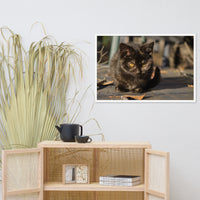 Chocolate the Stray Kitten Animal Wildlife Cat Photograph Framed Wall Art Prints