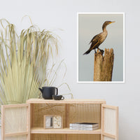 Double Crested Cormorant Animal Wildlife Photograph Framed Wall Art Prints