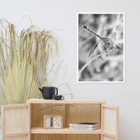 Dragonfly in Black and White Animal Wildlife Photograph Framed Wall Art Prints