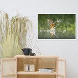 Flying Turquoise Blue and Orange Common Kingfisher Bird With Fish Animal Wildlife Photograph Framed Wall Art Prints