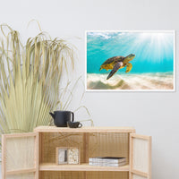 Hawaiian Green Sea Turtle In Turquoise Blue Sea and Sandbars Animal Wildlife Photograph Framed Wall Art Print