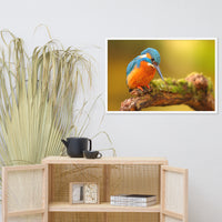 Kingfisher Bird on Perch 2 Animal Wildlife Photo Framed Wall Art Prints
