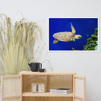 Sea Turtle 1 Animal Wildlife Photograph Framed Wall Art Prints