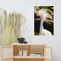 Snowy Egret Animal Wildlife Photograph Framed Wall Art Prints