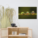 Three Tiny Green Red Eyed Tree Frog on Bamboo Animal Wildlife Photograph Framed Wall Art Prints