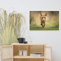 Young Female Red Fox In Forest Animal Wildlife Nature Photograph Framed Wall Art Prints