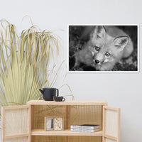 Young Red Fox Face Black and White Animal Wildlife Nature Photograph Framed Wall Art Prints