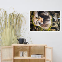 Young Red Fox Face In Mossy Stump Animal Wildlife Nature Photograph Framed Wall Art Prints