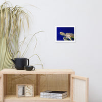 Sea Turtle 2 Animal Wildlife Photograph Framed Wall Art Prints