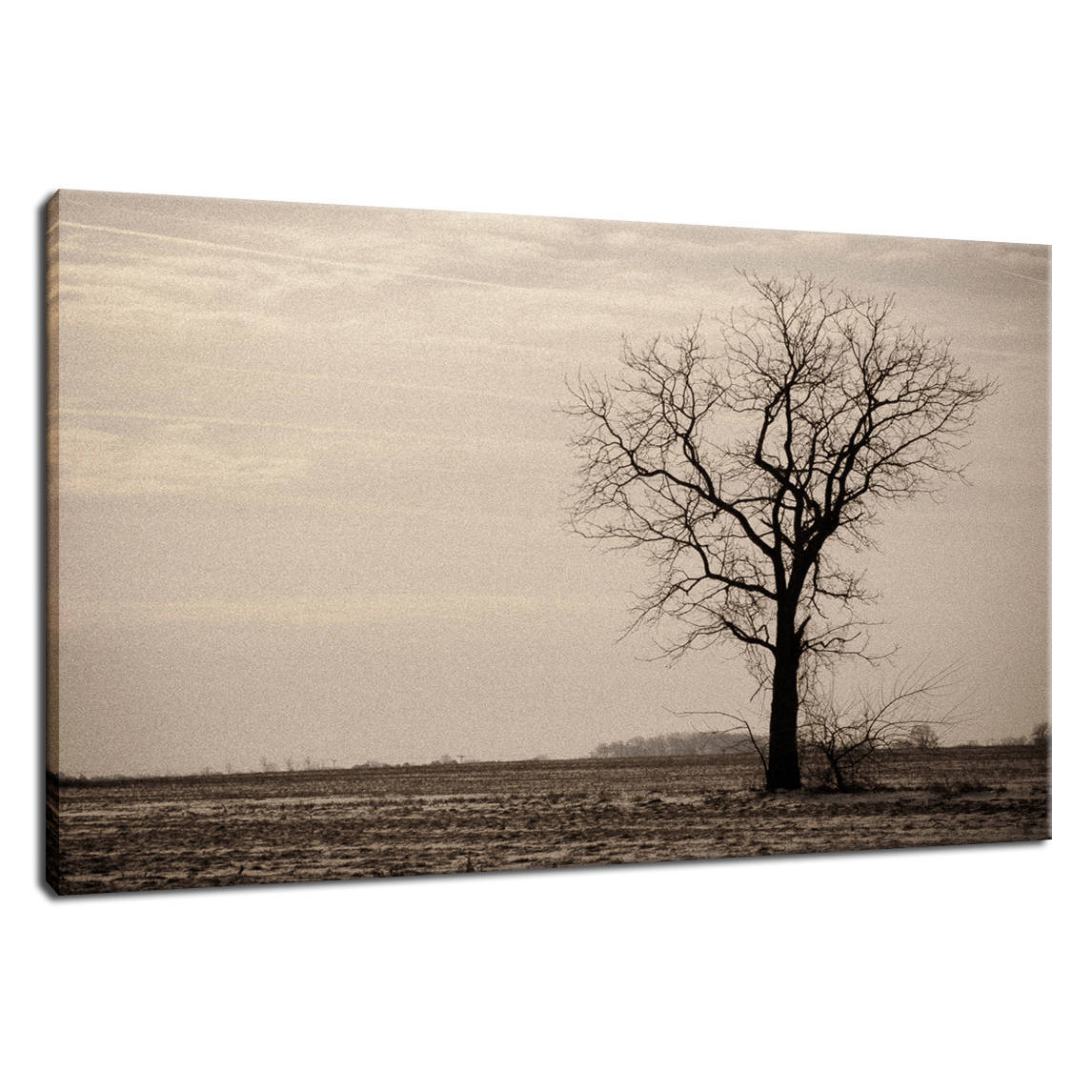 Lonely Tree in Black and White Rural Landscape Photo Fine Art Canvas Wall Art Prints  - PIPAFINEART