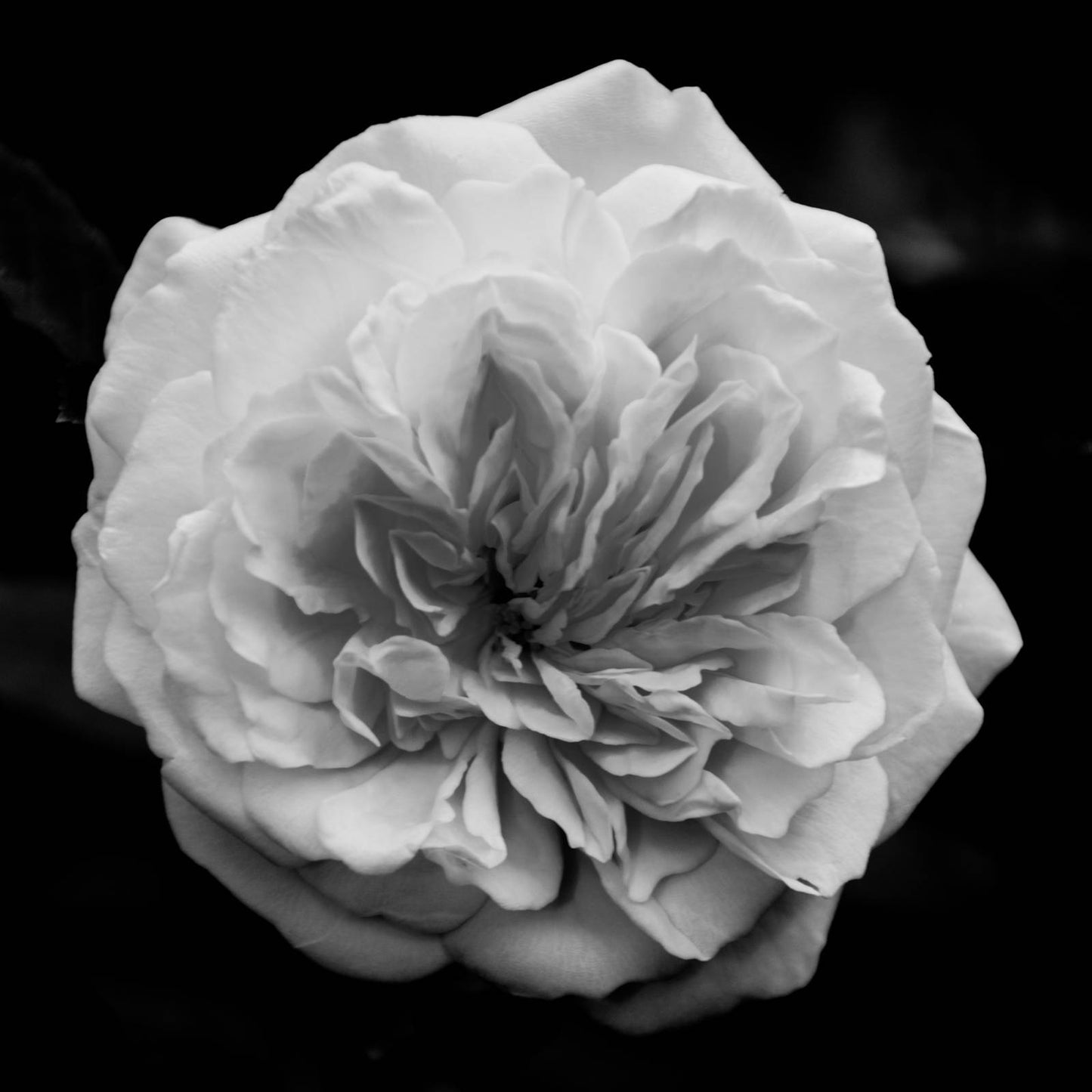 Living Room Wall Art Nature: Alchymist Rose Black & White - Square  Nature / Floral Photo Fine Art & Unframed Wall Art Prints  - PIPAFINEART
