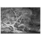 Infrared Japanese Maple Abstract Photo Fine Art Canvas & Unframed Wall Art Prints  - PIPAFINEART
