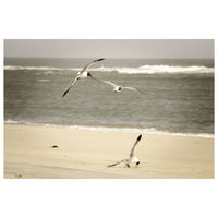 Life at the Shore - Coastal Landscape Fine Art Canvas & Unframed Wall Art Prints  - PIPAFINEART