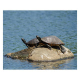 Sunshine Rock with Turtles Animal / Wildlife Photograph Fine Art Canvas & Unframed Wall Art Prints  - PIPAFINEART