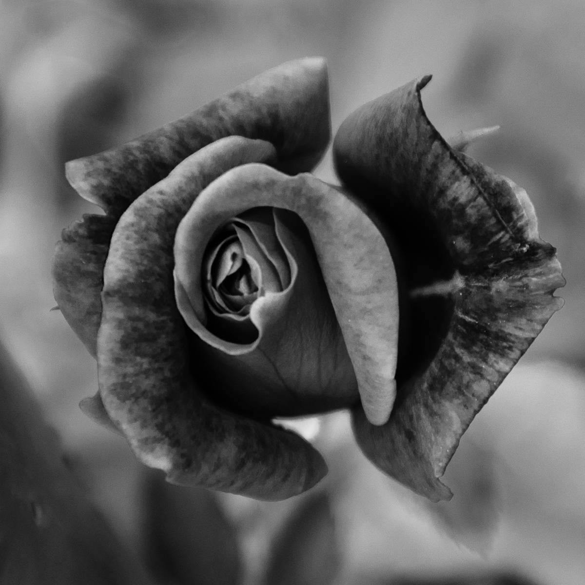 Prince Albert Rose in Black and White - Square Nature / Floral Photo Fine Art & Unframed Wall Art Prints  - PIPAFINEART