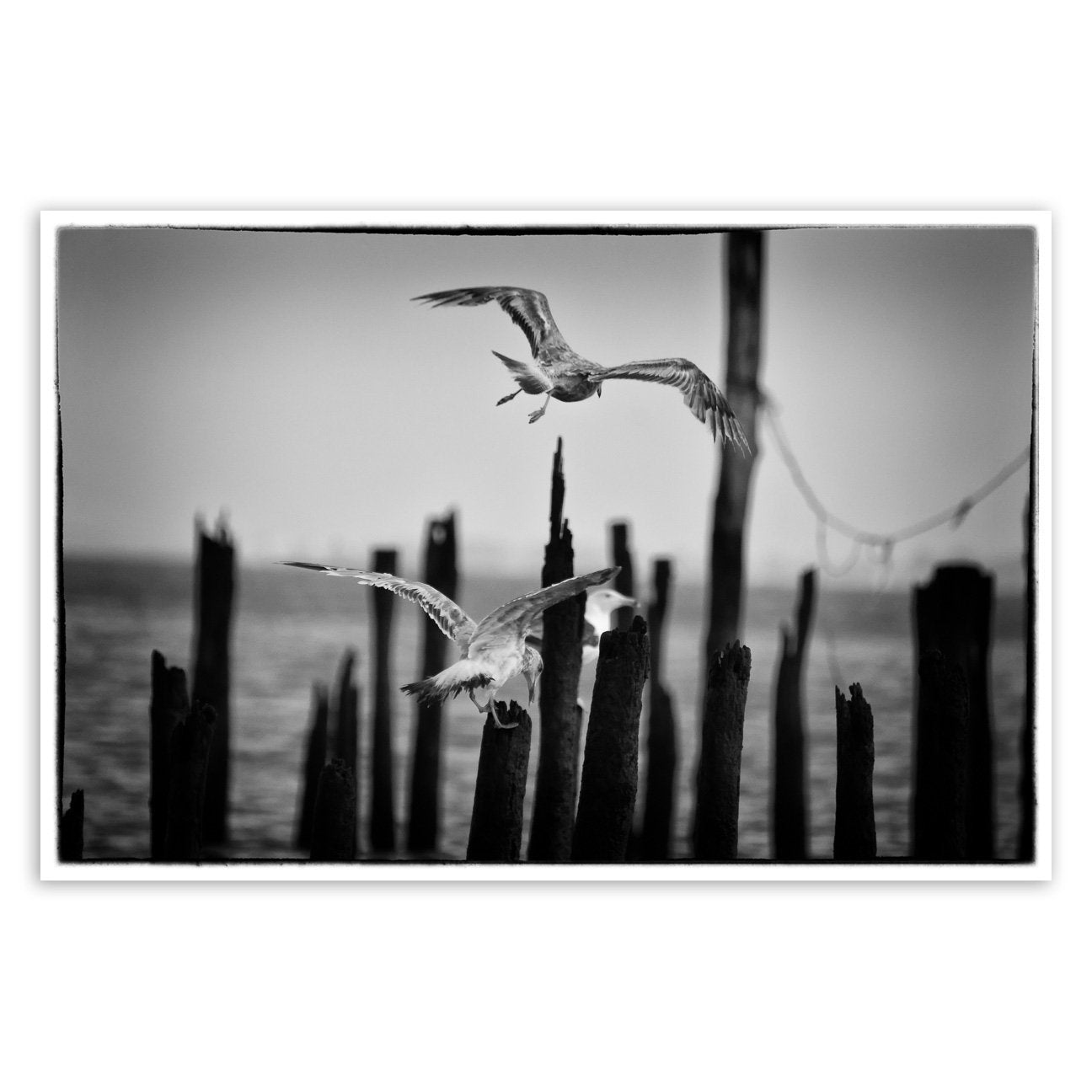 Flying Sea Gull in Black and White Animal / Wildlife Photograph Fine Art Canvas & Unframed Wall Art Prints  - PIPAFINEART