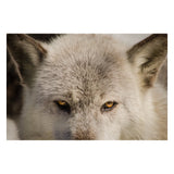 Wolf Eyes Animal / Wildlife Photograph Fine Art Canvas & Unframed Wall Art Prints  - PIPAFINEART