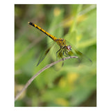 Dragonfly Animal / Wildlife Photograph Fine Art Canvas & Unframed Wall Art Prints  - PIPAFINEART