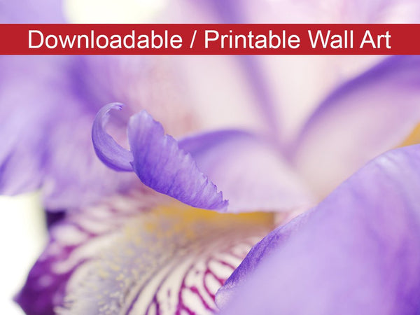 Soft Focus Iris Petals Floral Nature Photo DIY Wall Decor Instant Download Print - Printable  - PIPAFINEART