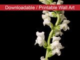 White Snapdragons Against Black Floral Nature Photo DIY Wall Decor Instant Download Print - Printable  - PIPAFINEART