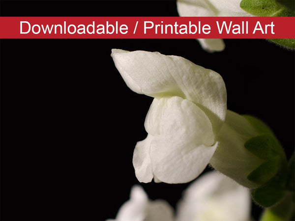 Single Snapdragon Bloom on Black Floral Nature Photo DIY Wall Decor Instant Download Print - Printable  - PIPAFINEART