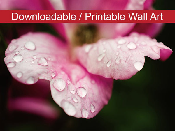 Raindrops on Wild Rose Floral Nature Photo DIY Wall Decor Instant Download Print - Printable  - PIPAFINEART