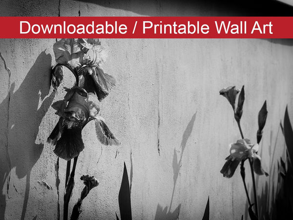 Iris on Wall in Black and White Floral Nature Photo DIY Wall Decor Instant Download Print - Printable  - PIPAFINEART