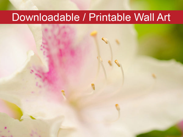Japanese Azalea Floral Nature Photo DIY Wall Decor Instant Download Print - Printable  - PIPAFINEART