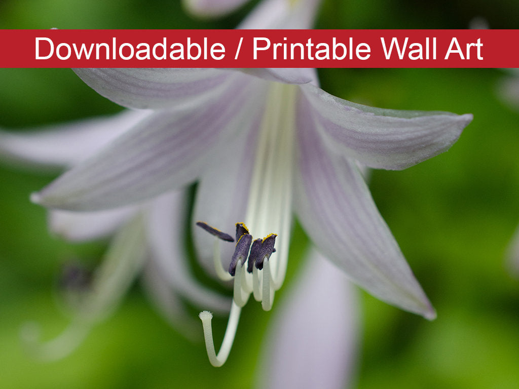 Hosta Bloom Floral Nature Photo DIY Wall Decor Instant Download Print - Printable  - PIPAFINEART