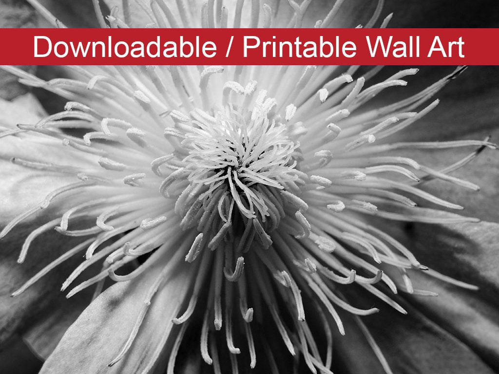 Center of Clematis Black and White Floral Nature Photo DIY Wall Decor Instant Download Print - Printable  - PIPAFINEART