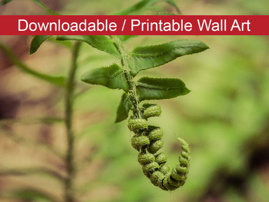 Growth of the Forest Floor Botanical Nature Photo DIY Wall Decor Instant Download Print - Printable  - PIPAFINEART