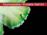 Water Droplet on Carnation Petal DIY Wall Decor Instant Download Print - Printable Wall Art  - PIPAFINEART
