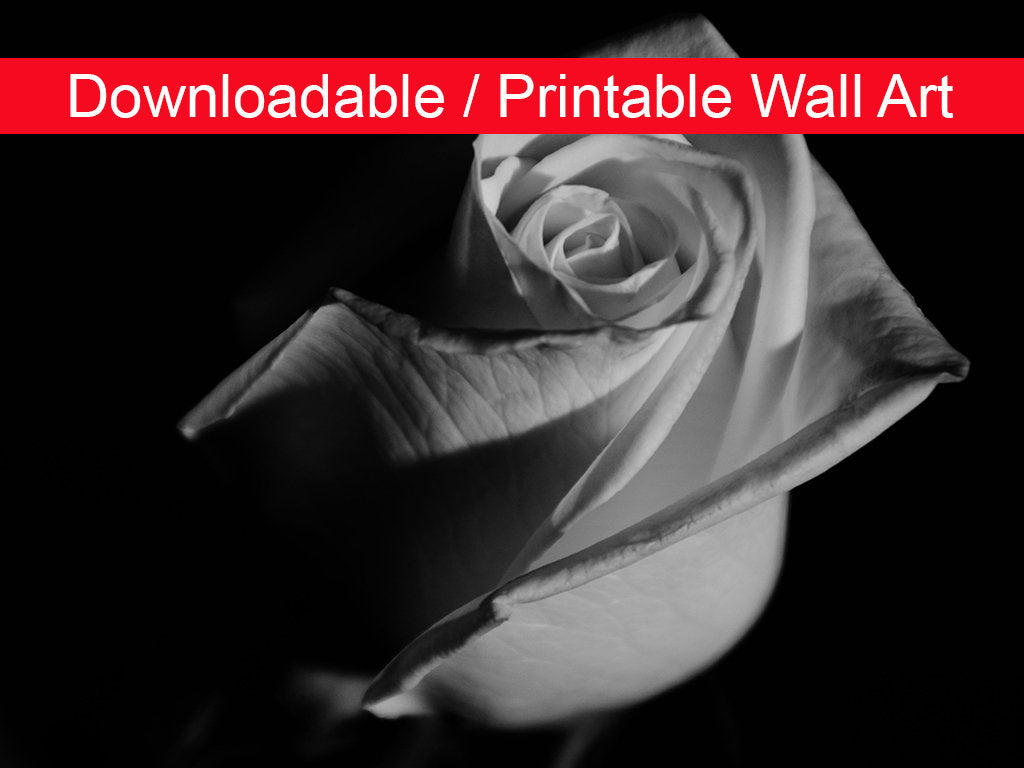 Rose on Black in Black and White Floral Nature Photo DIY Wall Decor Instant Download Print - Printable  - PIPAFINEART
