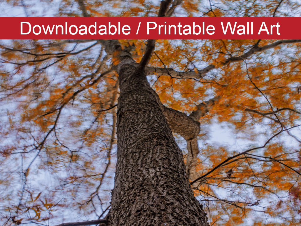 Wind in the Trees Botanical Nature Photo DIY Wall Decor Instant Download Print - Printable  - PIPAFINEART