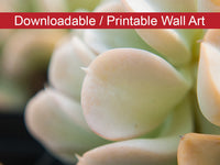 Succulent 4 Botanical Nature Photo DIY Wall Decor Instant Download Print - Printable  - PIPAFINEART