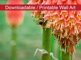 Red Hot Pokers Floral Nature Photo DIY Wall Decor Instant Download Print - Printable  - PIPAFINEART