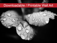 Raindrops on Wild Rose in Black and White Floral Nature Photo DIY Wall Decor Instant Download Print - Printable  - PIPAFINEART