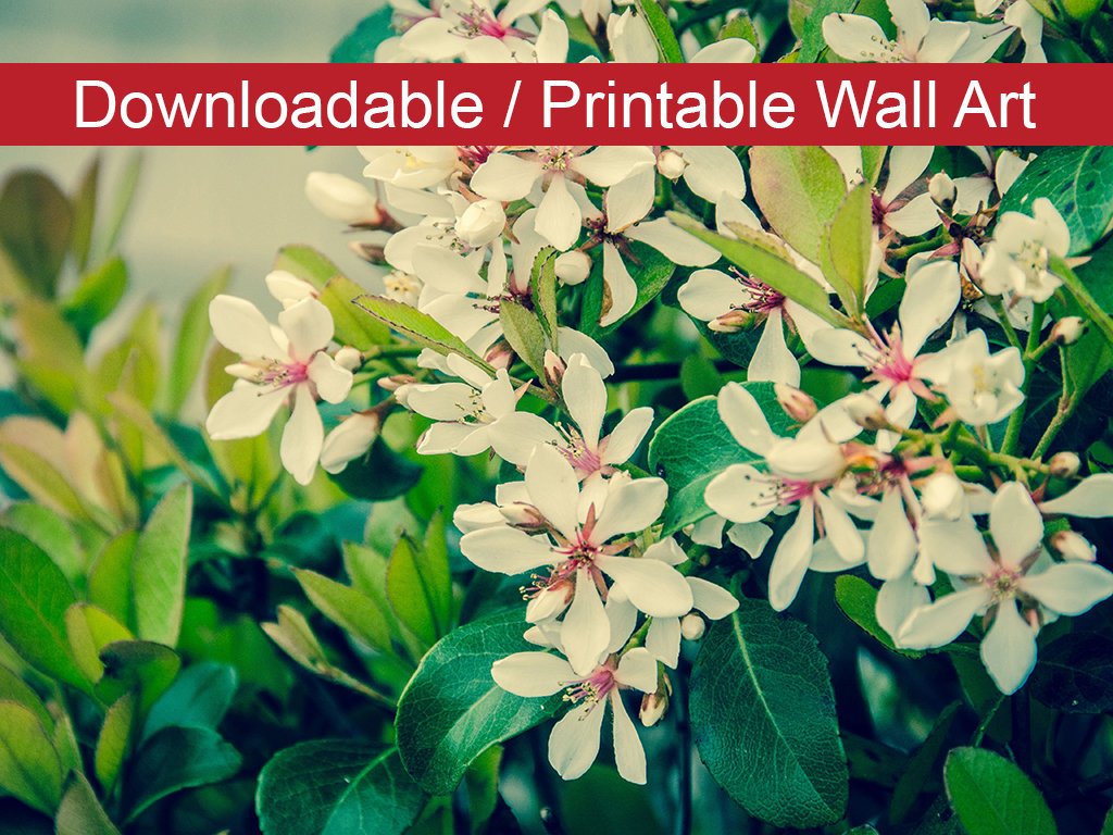 Indian Hawthorn Shrub Floral Nature Photo DIY Wall Decor Instant Download Print - Printable  - PIPAFINEART